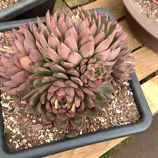 每日特价活动开始啦