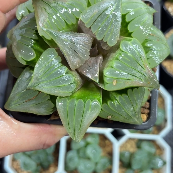 母本大媚凤多肉植物
