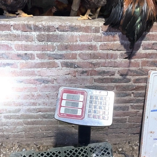 1天中国大陆包装270天阉鸡一物一拍