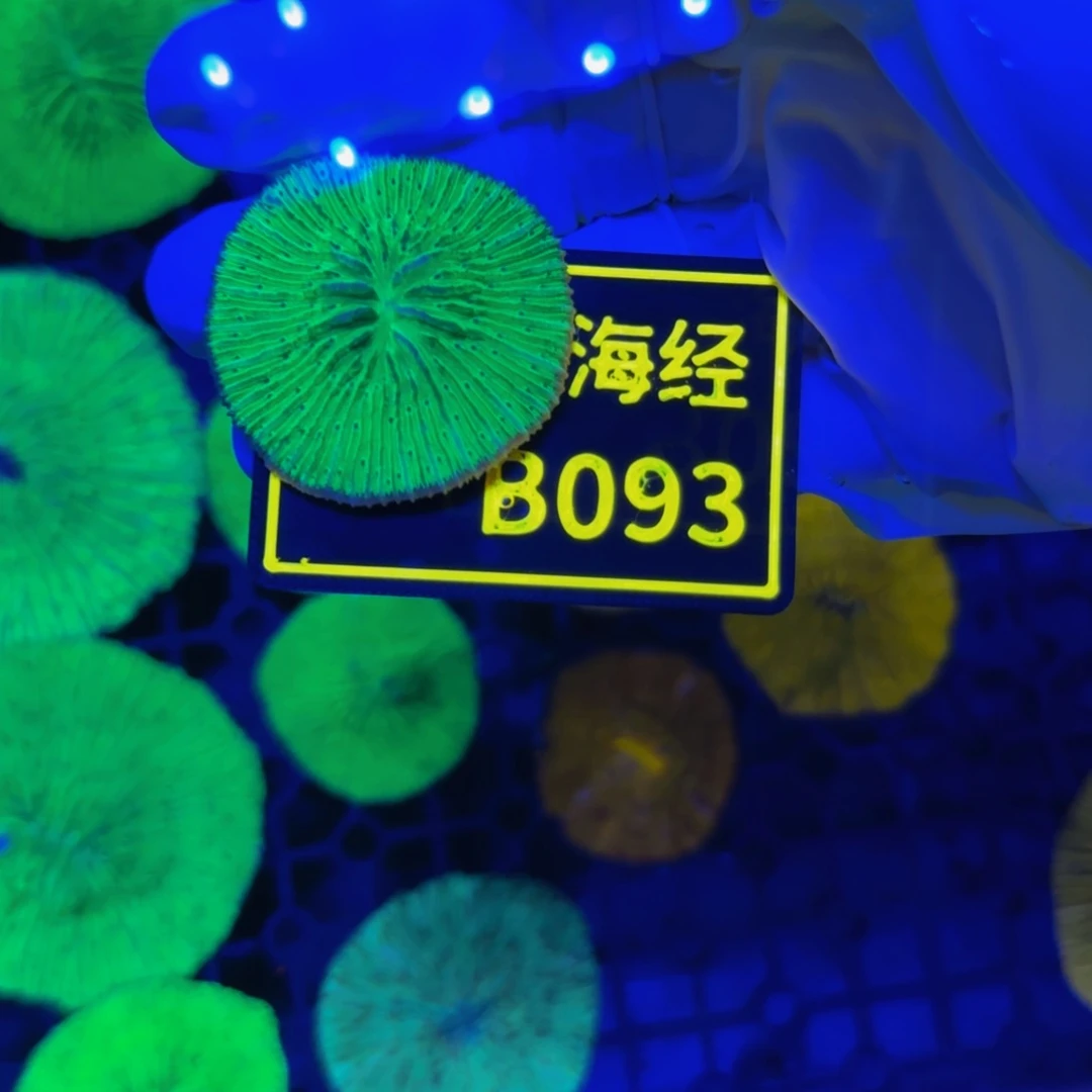 纽扣珊瑚小****麻晓晓不包邮绿飞盘B093