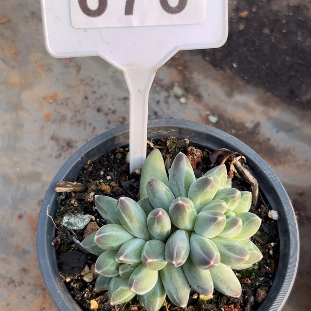 申公豹多肉植物676