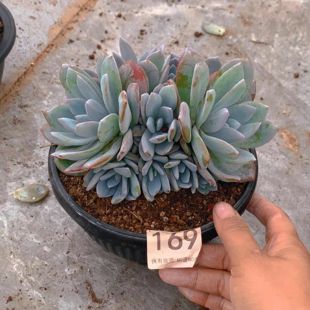 169奶茶11111111111