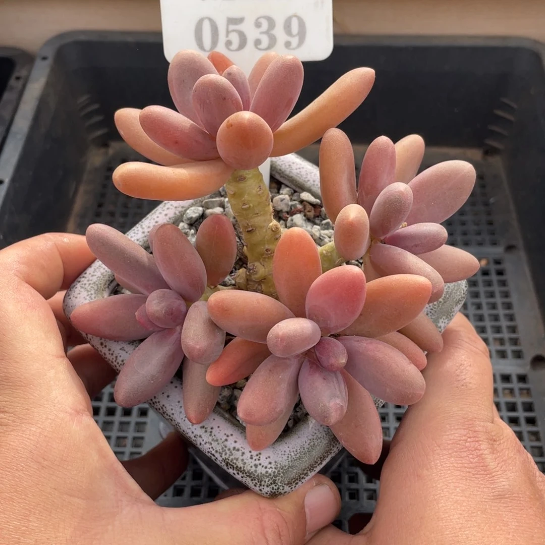 0539糖果美人不带盆12厘米