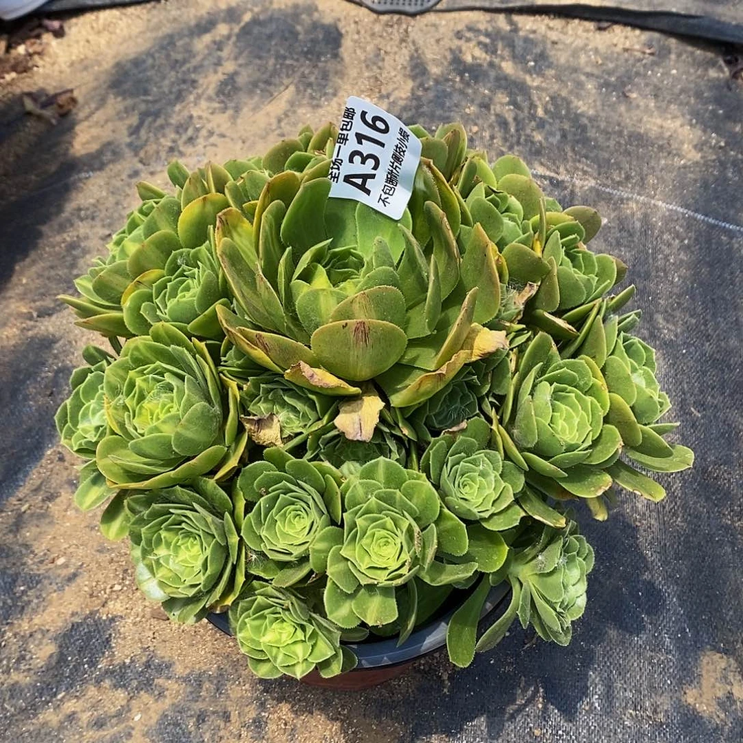 316翡翠琉璃多肉法师锦