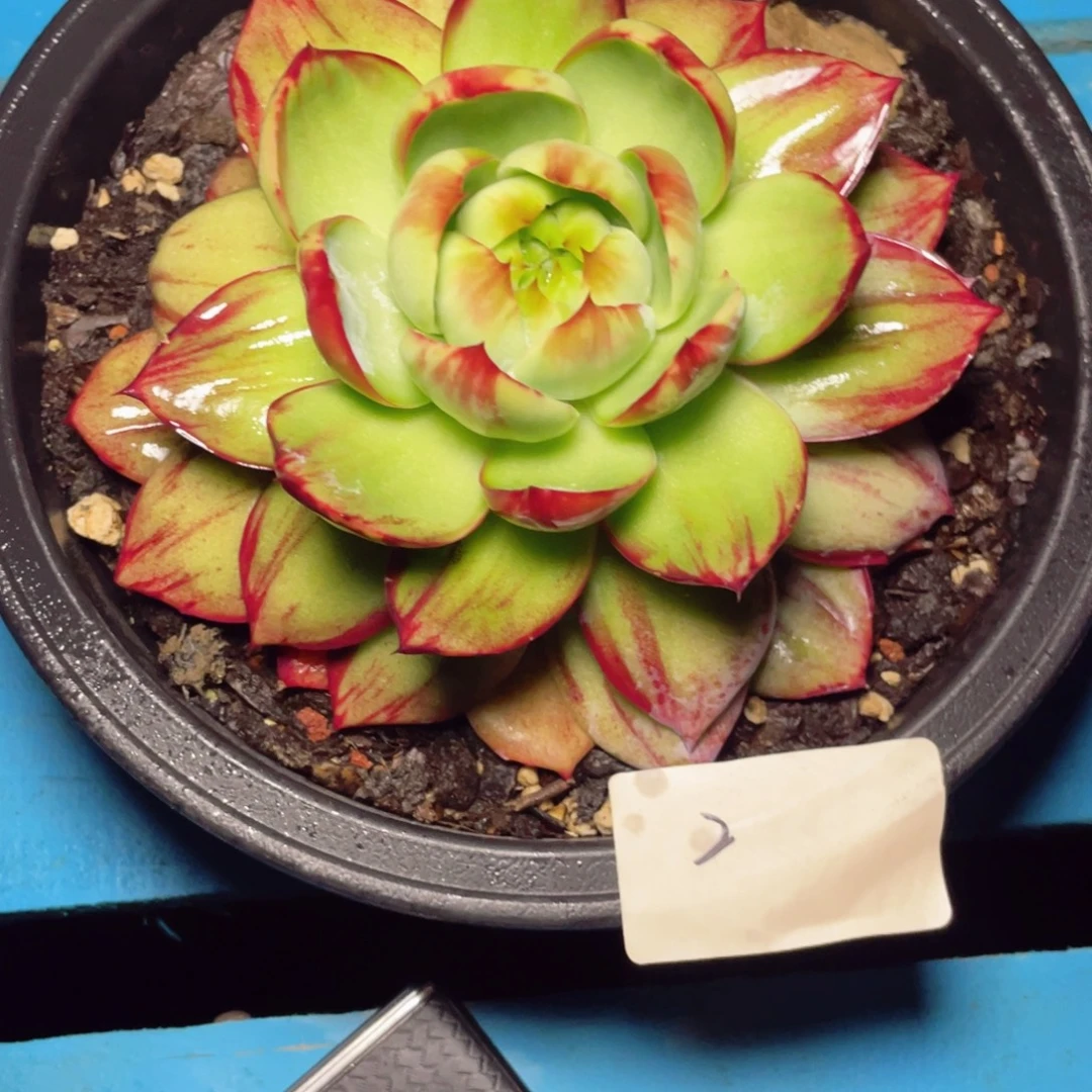 惊鸿仙子冠服15左右