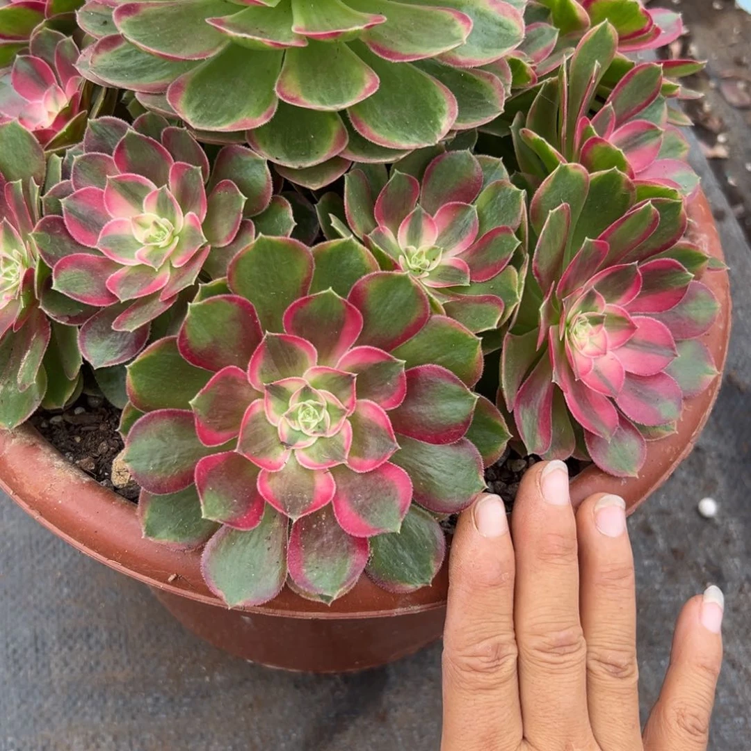 107孔雀翎多破了多肉多肉