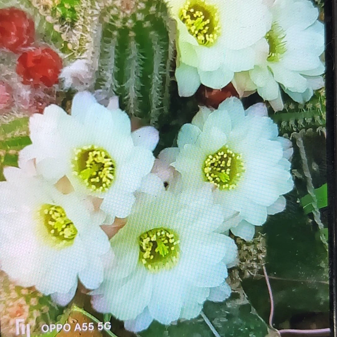 马尔文3颗白檀侧牙20包邮仙人球17