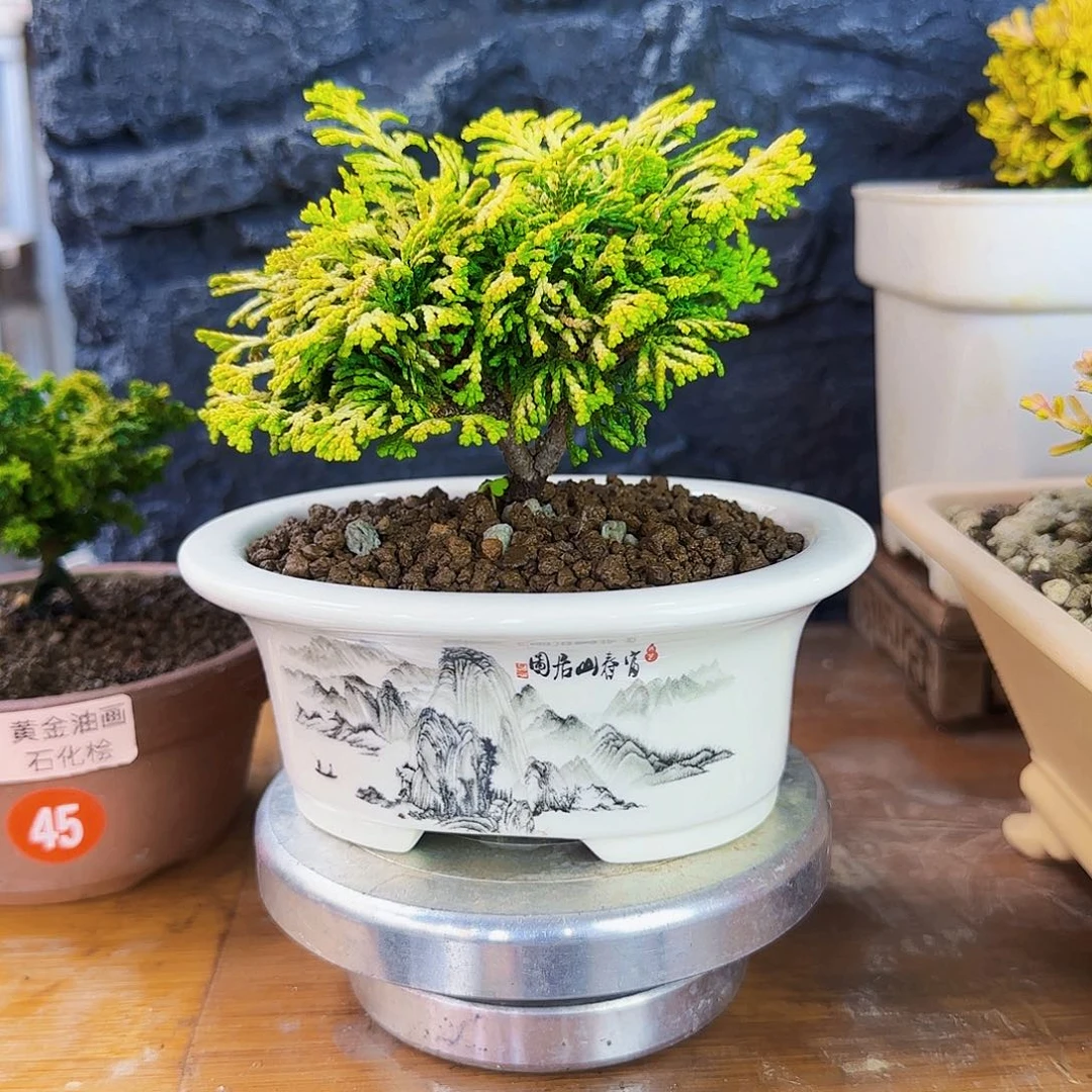 豪***杰无花朵黄金连山桧288