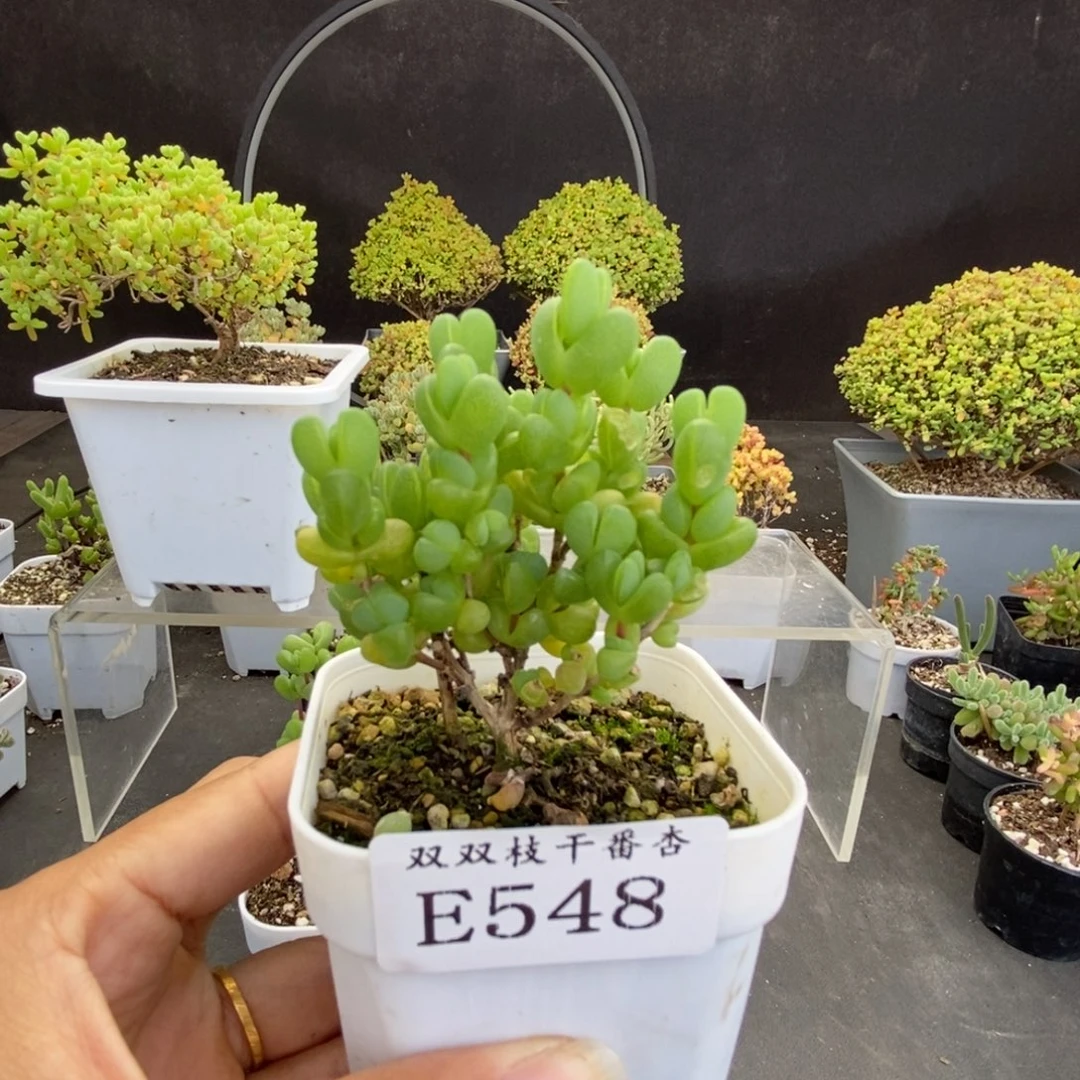 548元宝。