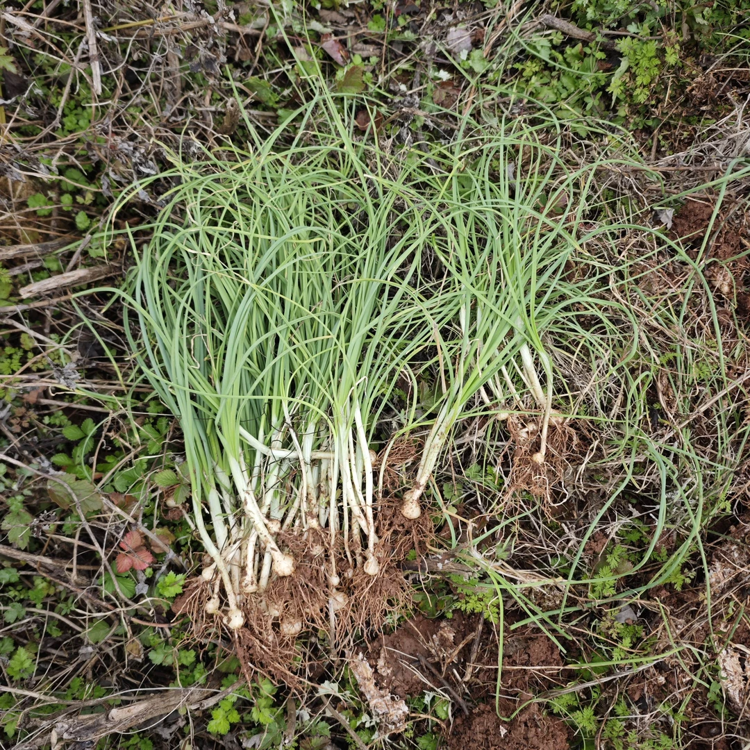 山里现挖新鲜野葱