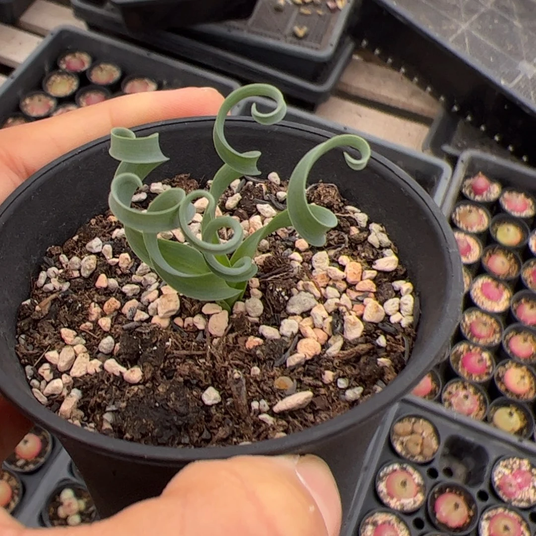 宽叶弹簧草 多肉植物