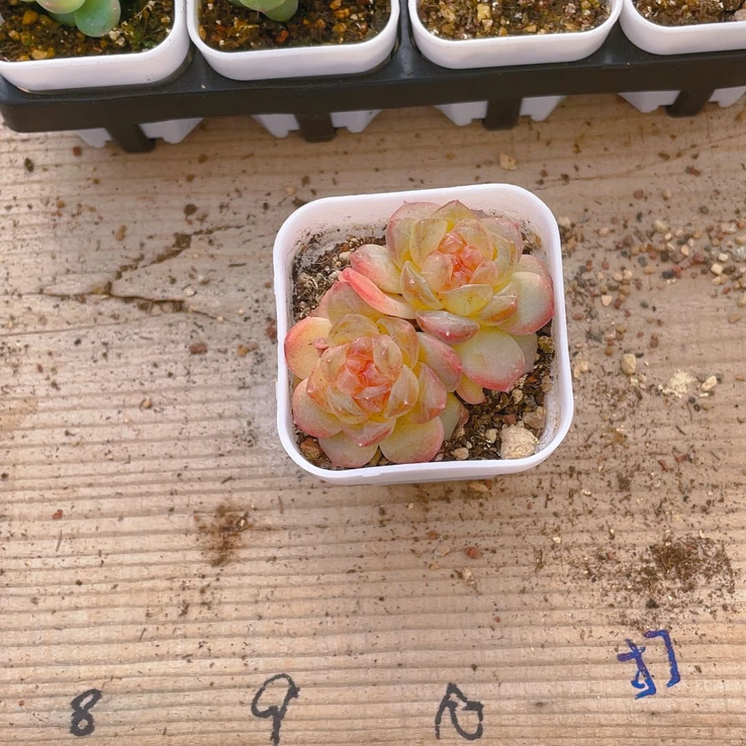 薄*猫T109甜心双头状态盆一个满25包邮