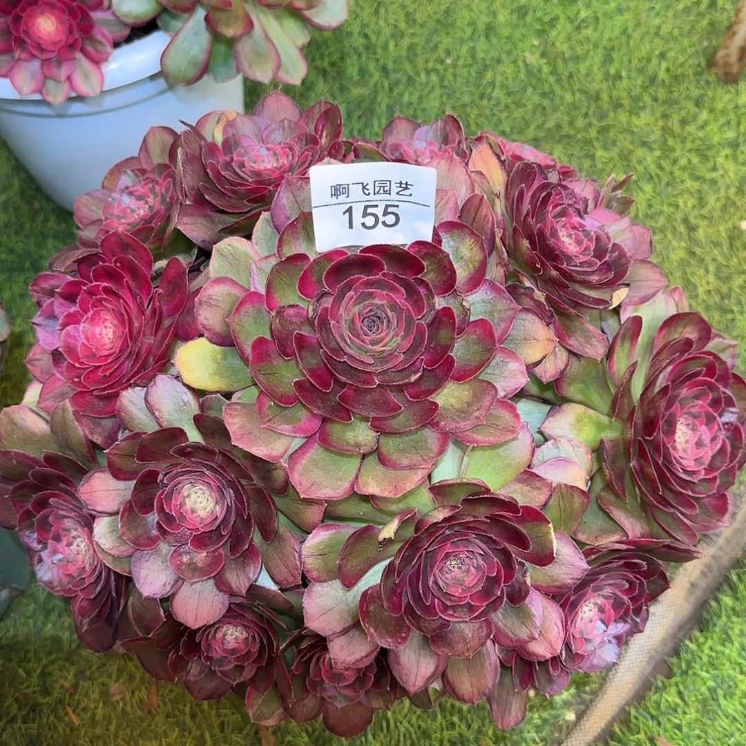 155多肉 桃花坞多肉法师捧花
