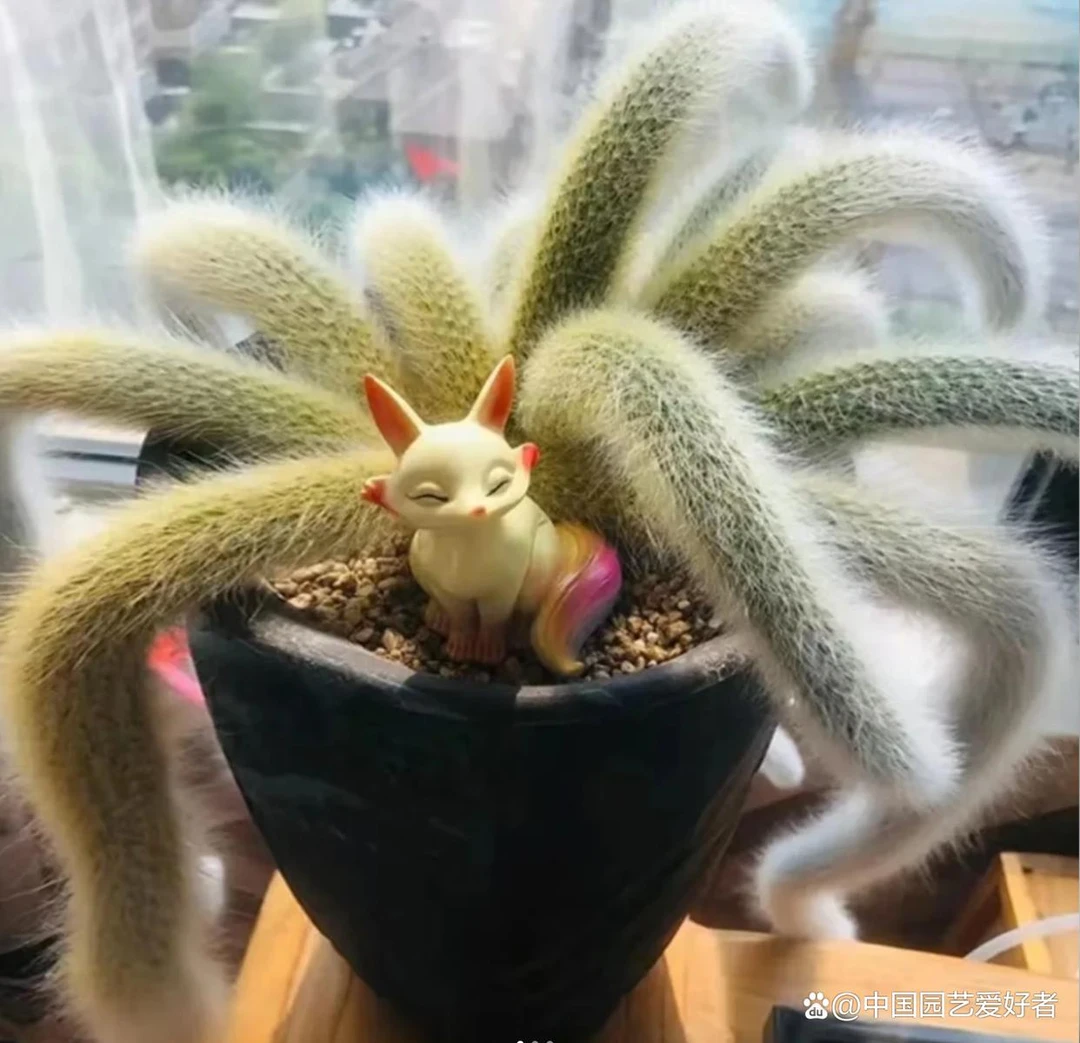 直播间2号链接多肉植物九尾狐