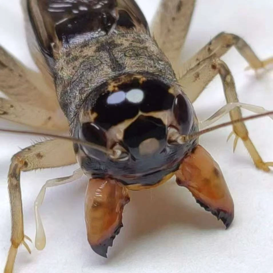 【6号】小四家精选冬版蛐蛐白虫斗蟋牙大个大底版好品质高