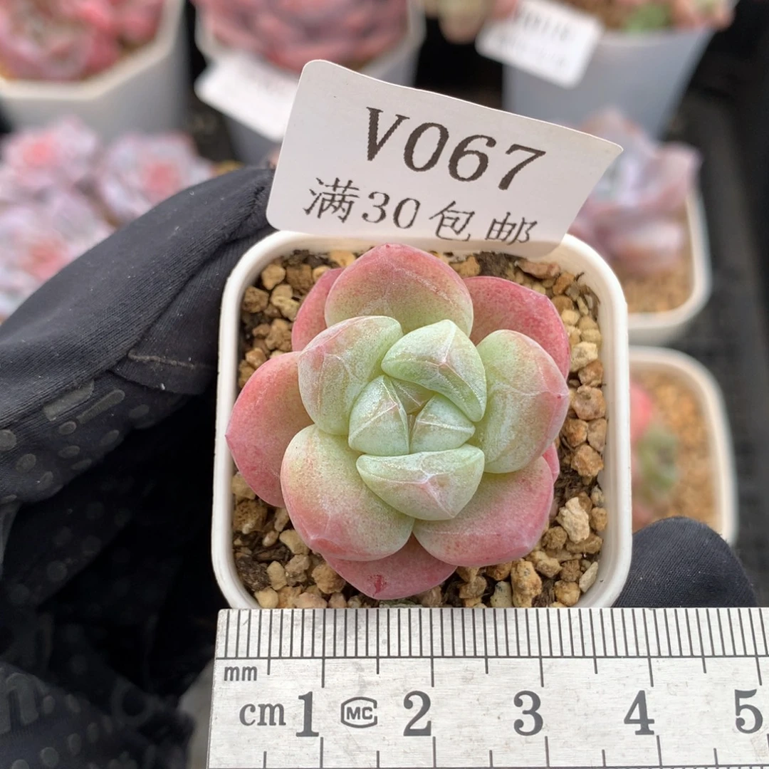 67。小脸白体糖心冰玉。