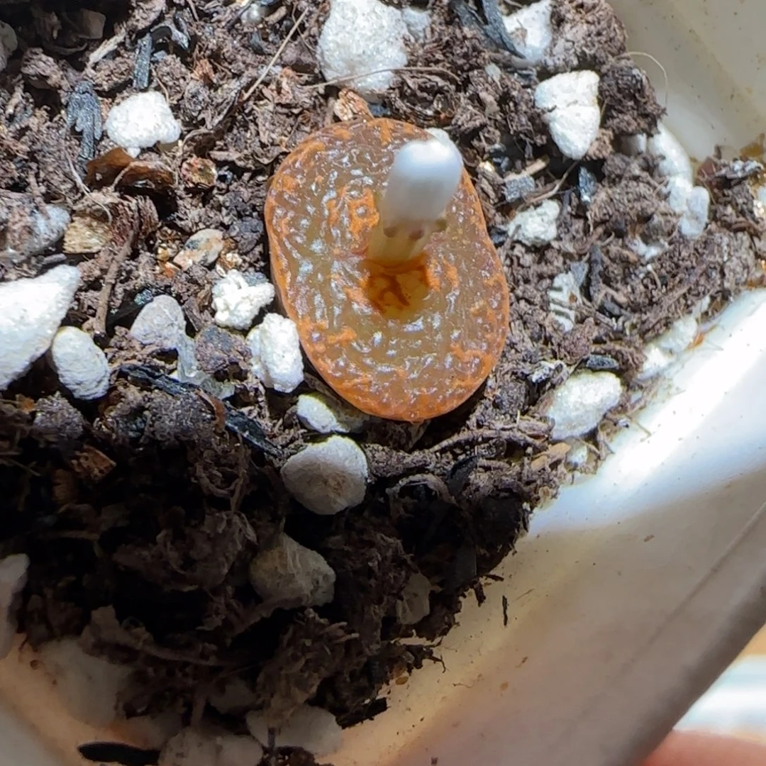 肉锥多肉植物组合-k勋1194