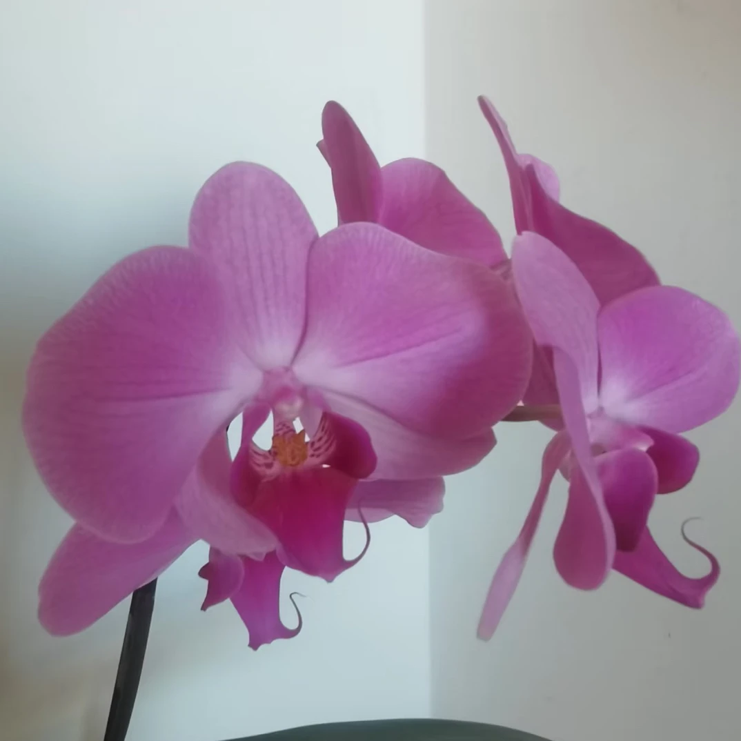 锦兰轩【明尼阿波利斯】蝴蝶兰 单花箭 基地直发