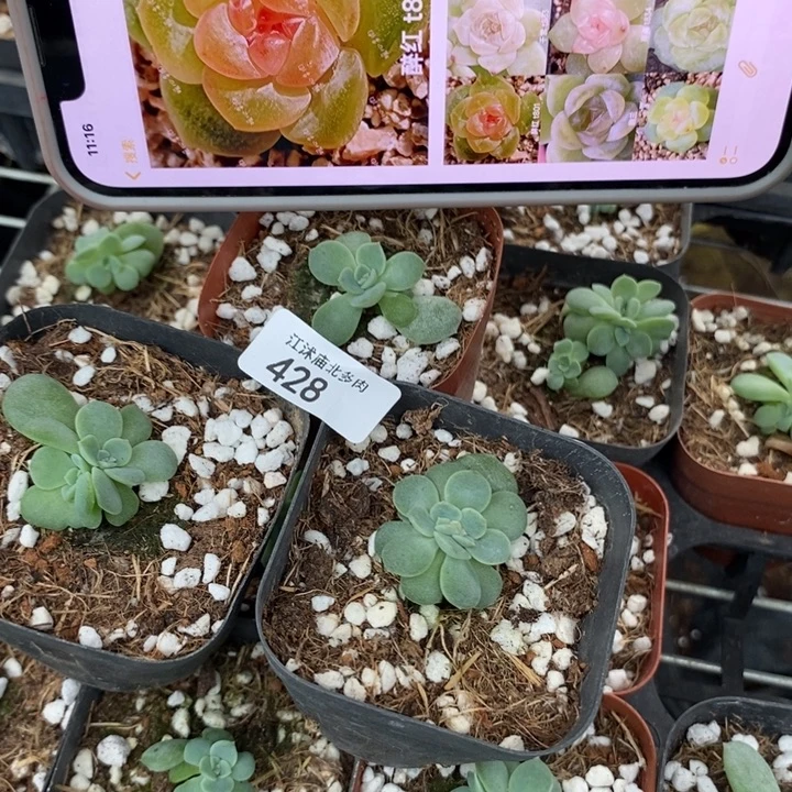 标428醉红801一个量拍