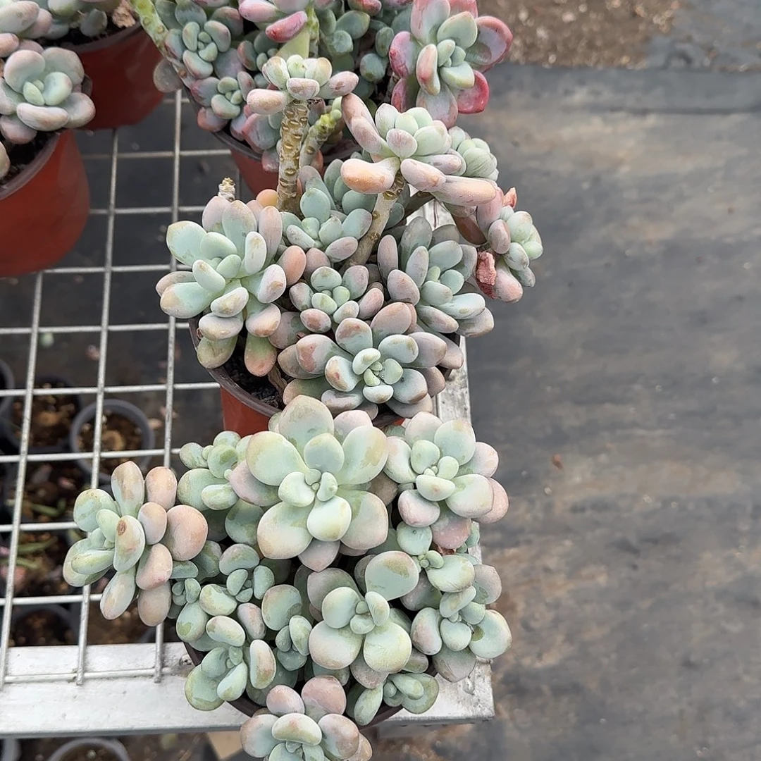 香水洛神多肉植物