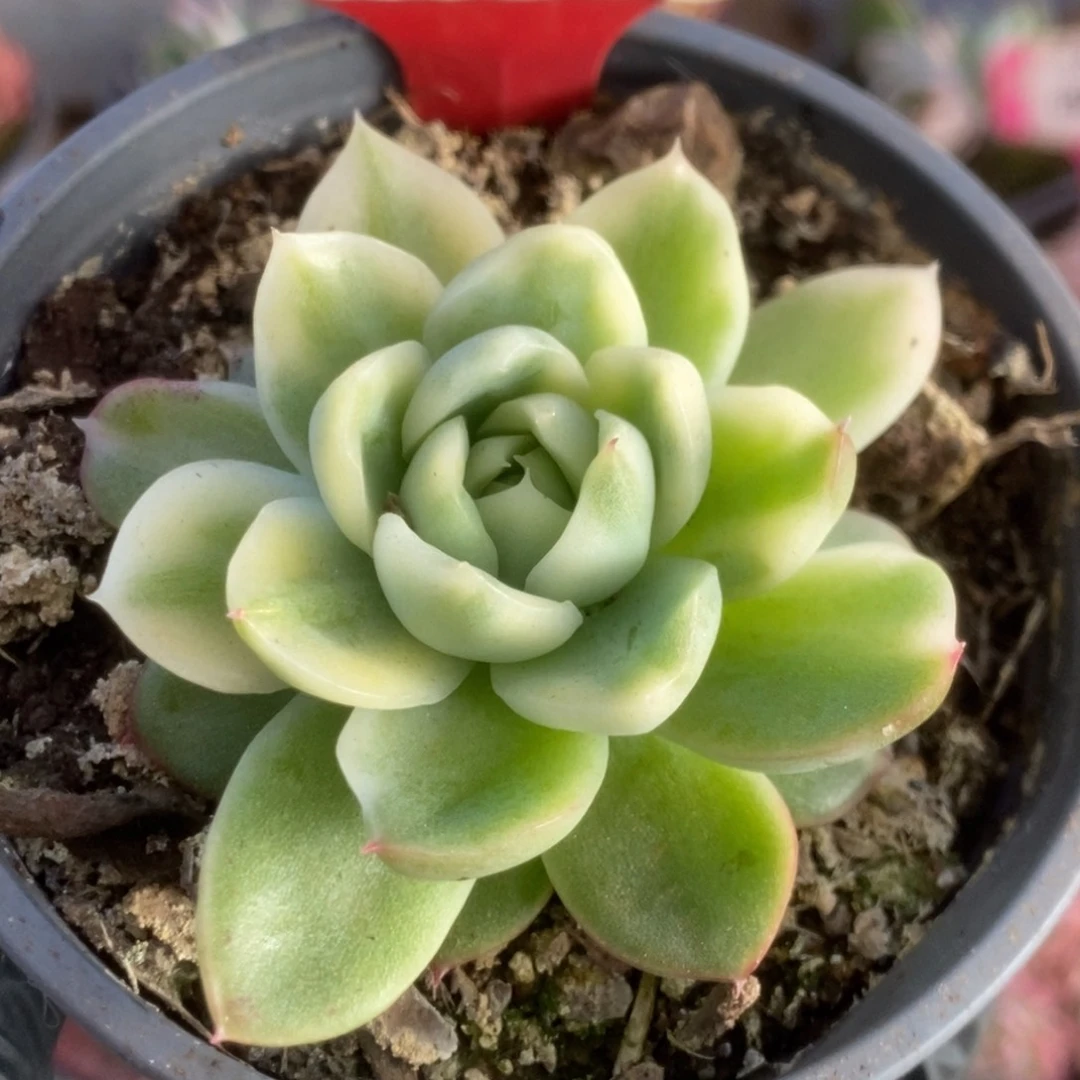 501东云杂锦锦锦锦锦锦