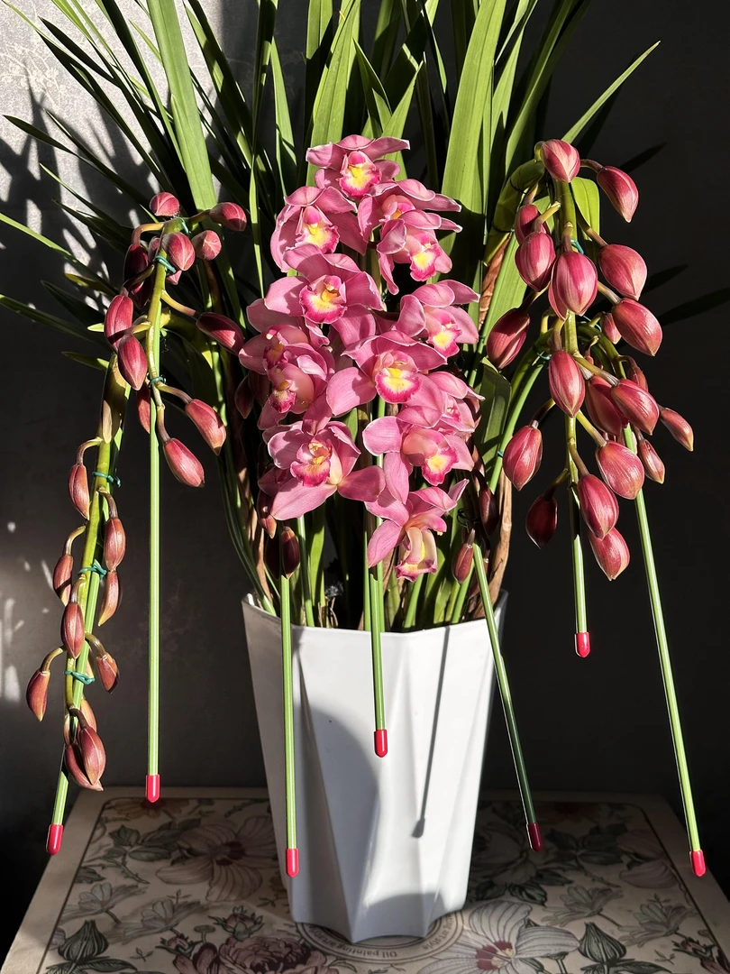 【巨花绣球】大花蕙兰室内绿植兰花花卉鲜花盆栽观赏花盆