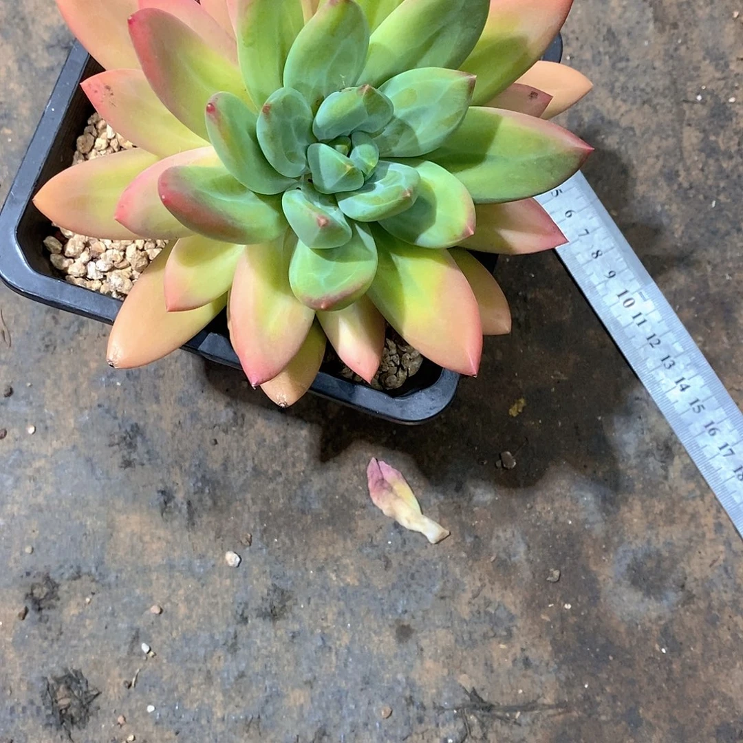 不***.海洋之歌多肉植物老桩