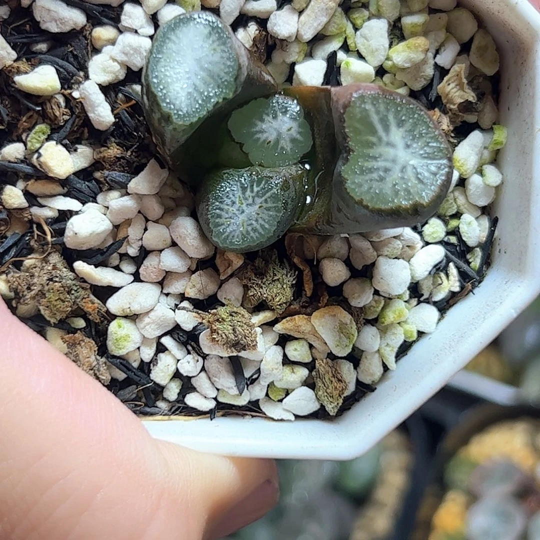 高仿茸十二卷多肉植物