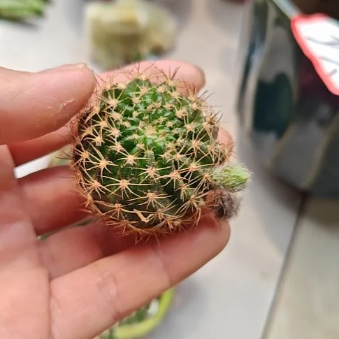 荷花系列金,银,bir三种侧芽3㎝左右