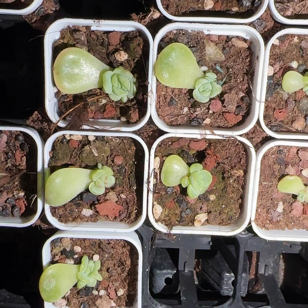 青梅甜心盆外棚一个满25包邮