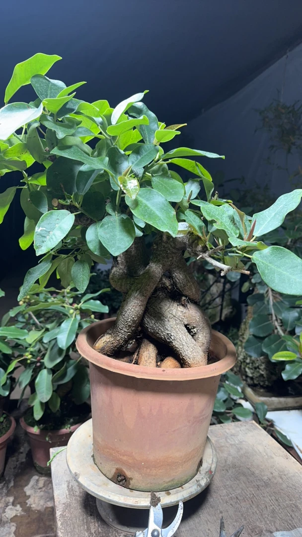 精品老桩大叶榕一物一拍19号