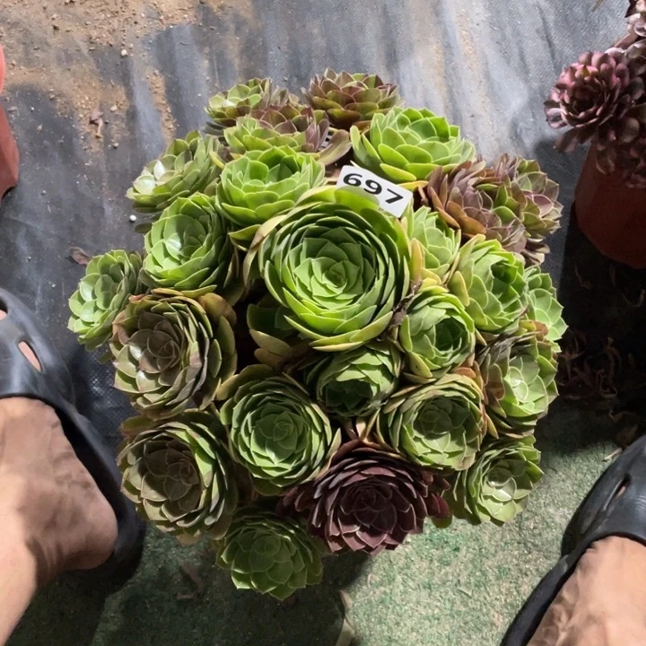 花月夜697号多肉植物