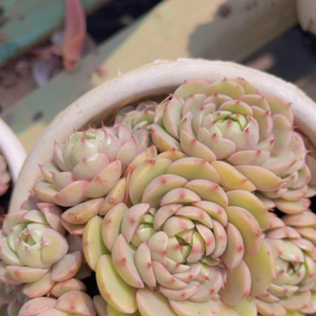 【闪购商品】笨吧19130