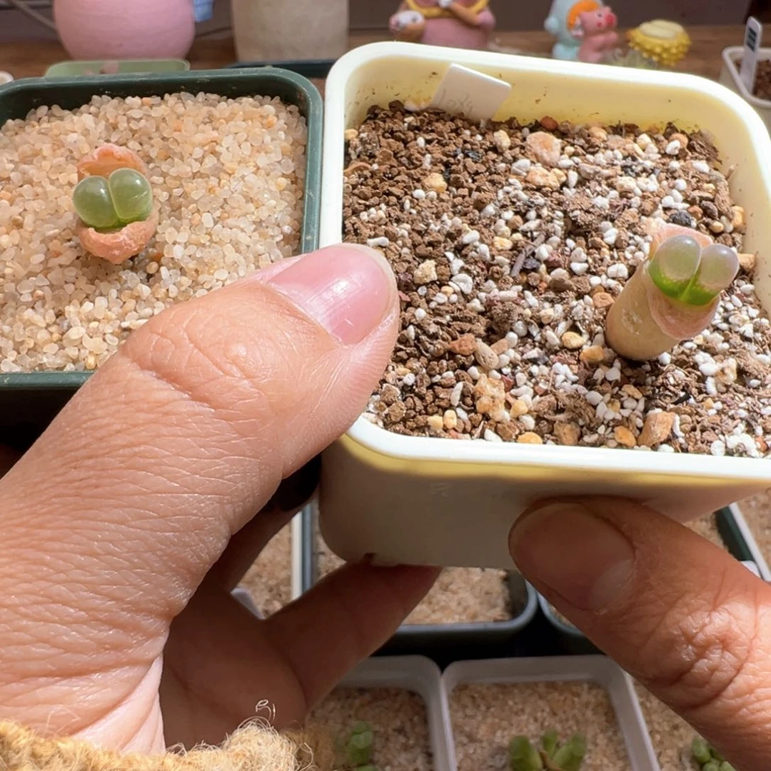 茳**姐289。青蛙优选1089鲑鱼粉两颗