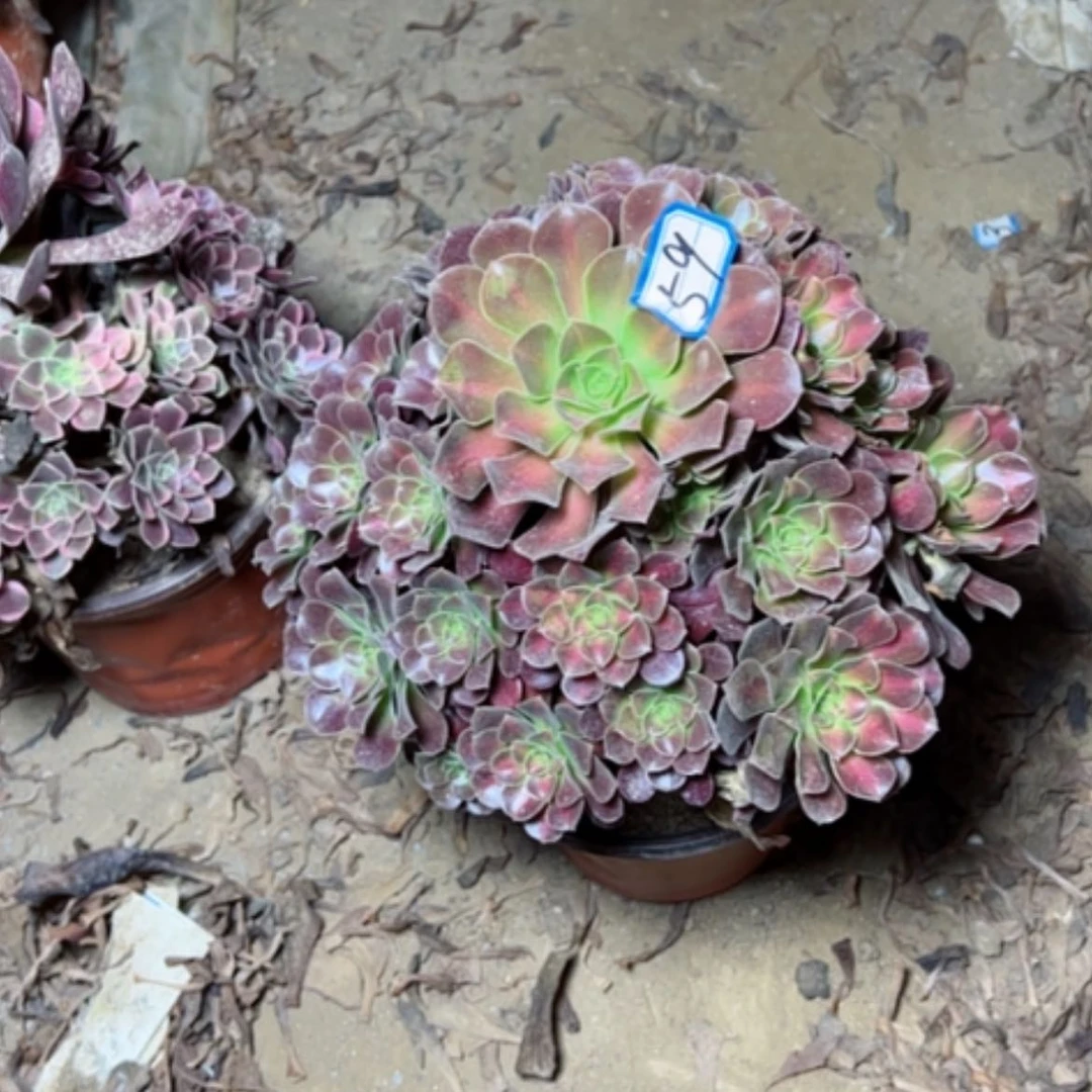 【闪购商品】花纳59