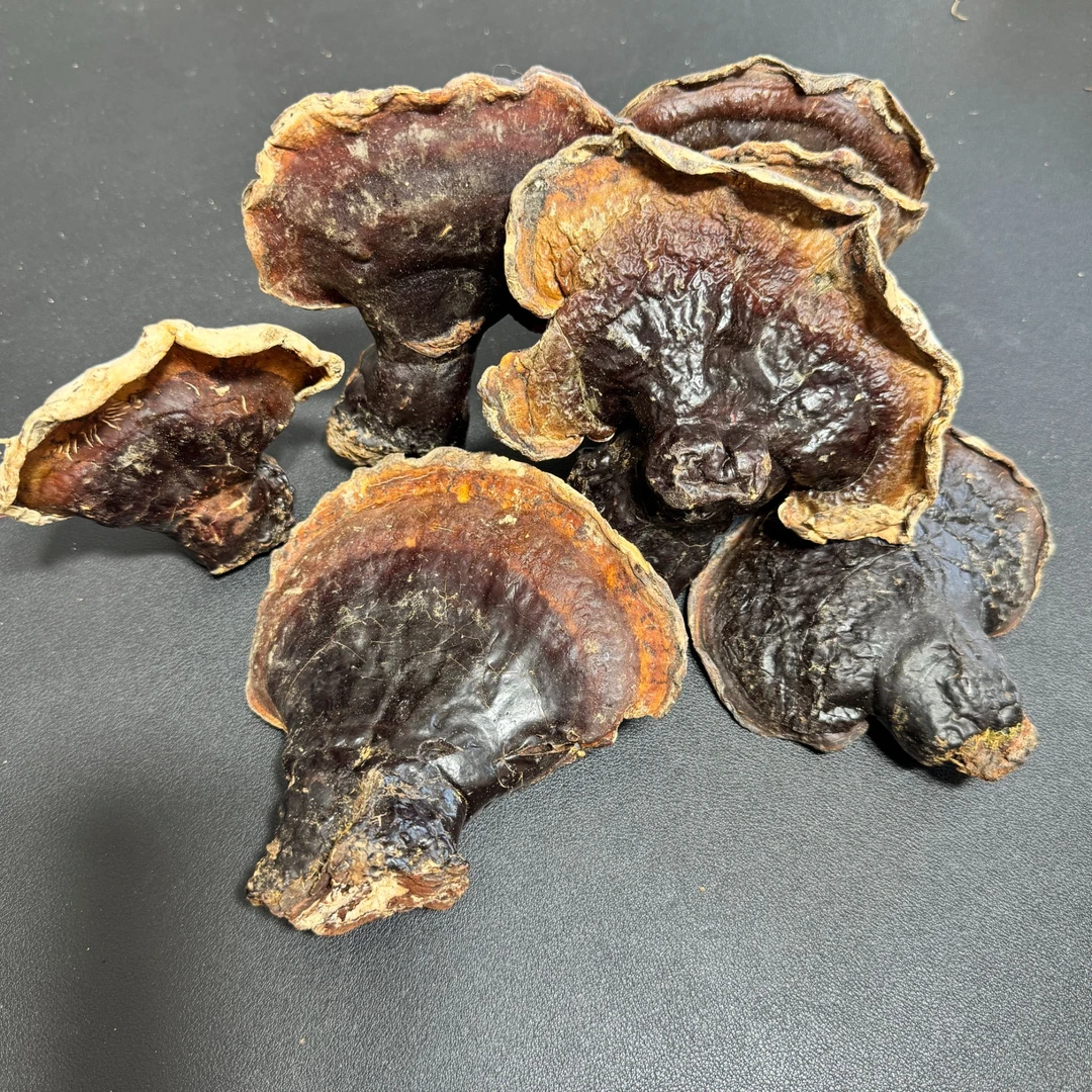 正宗松杉灵芝产自西藏原始森林精选高品质100g