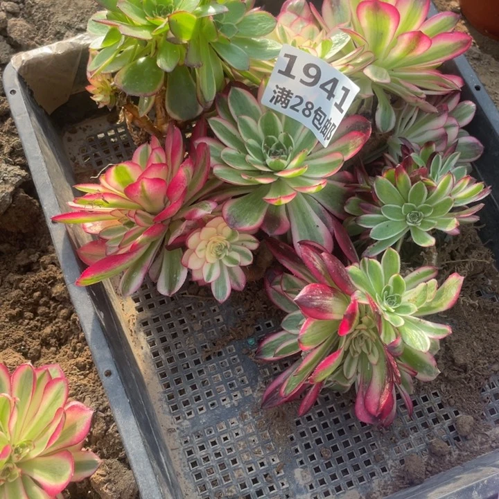 阳***31941二号棚倾城母本E