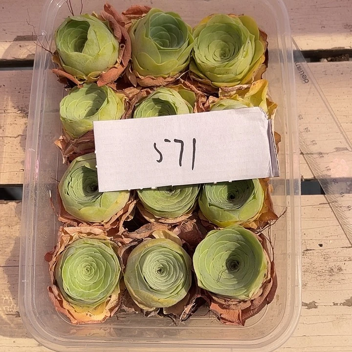 山地玫瑰571号，一物一拍12颗