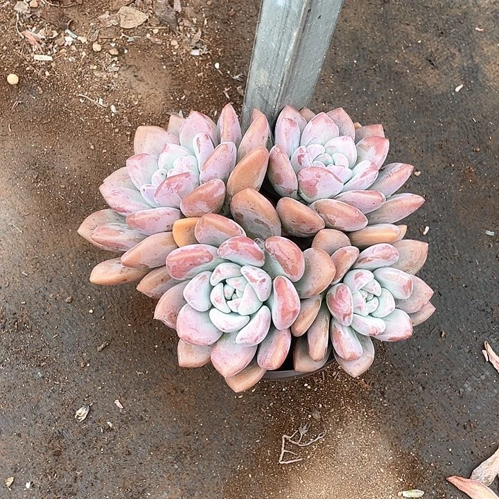 秋***馨奥普琳娜多肉植物