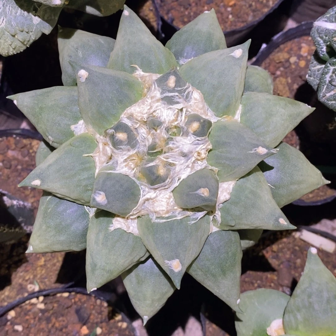 嫁接花杂牡丹福利15cm