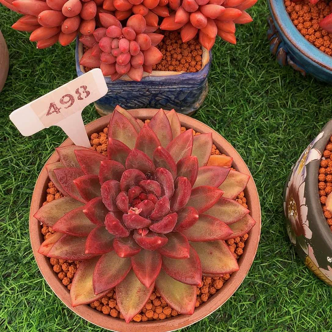 z****6迷雾泡泡多肉植物627