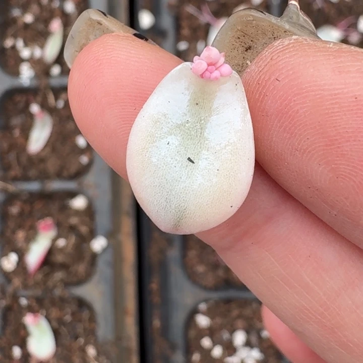 冰玉叶片一物一拍011