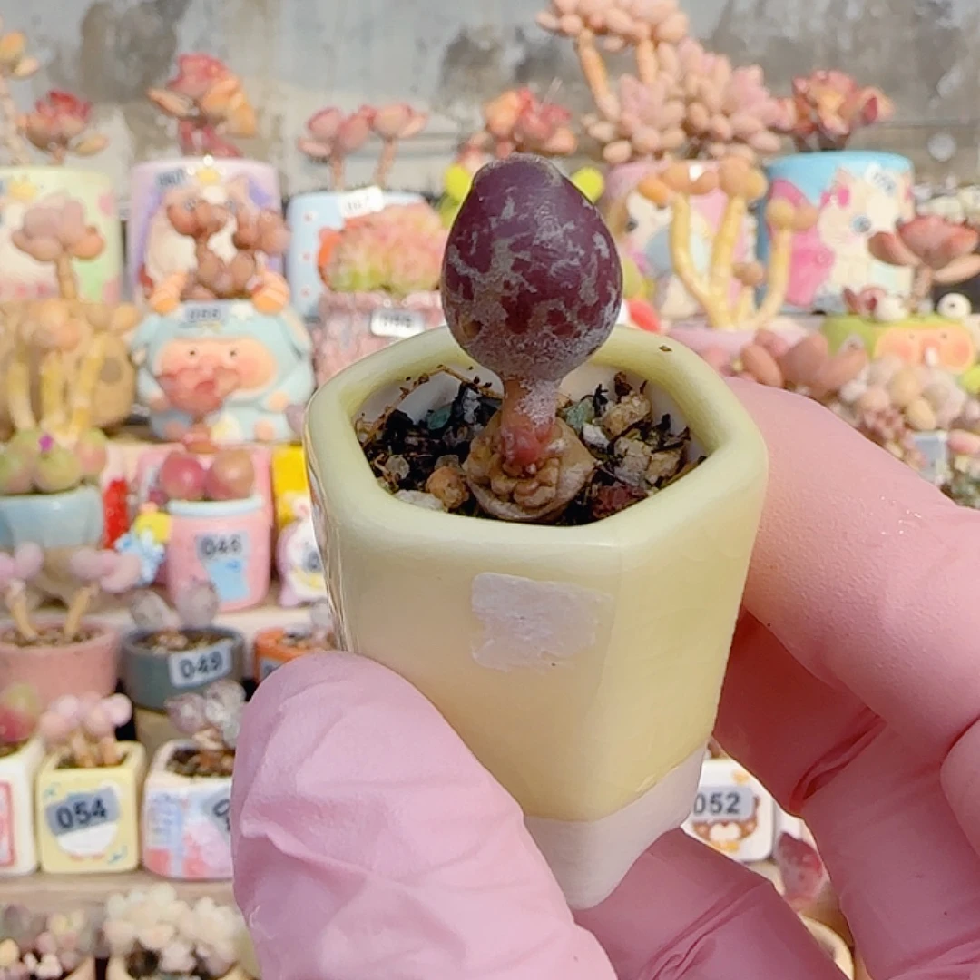 紫丸海豹 带侧芽 带盆土