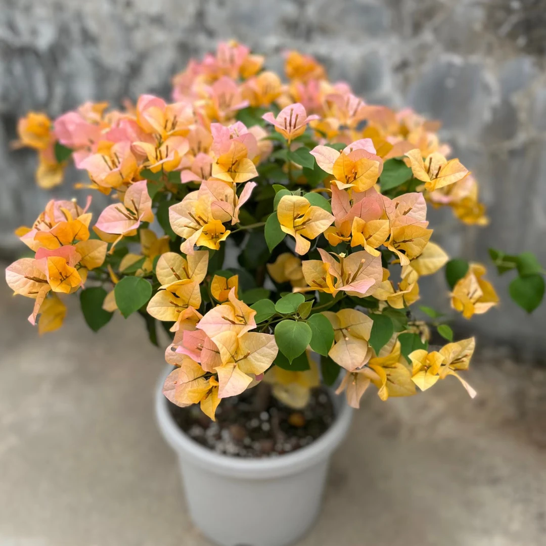 【金色光辉】三角梅原生盆苗，默认运输途中掉花掉叶，小断枝介意慎拍