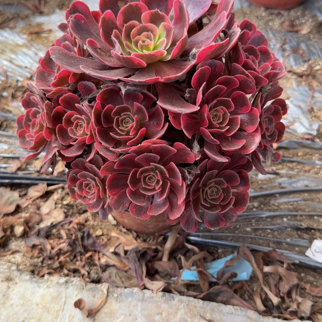 963爱神。多肉植物