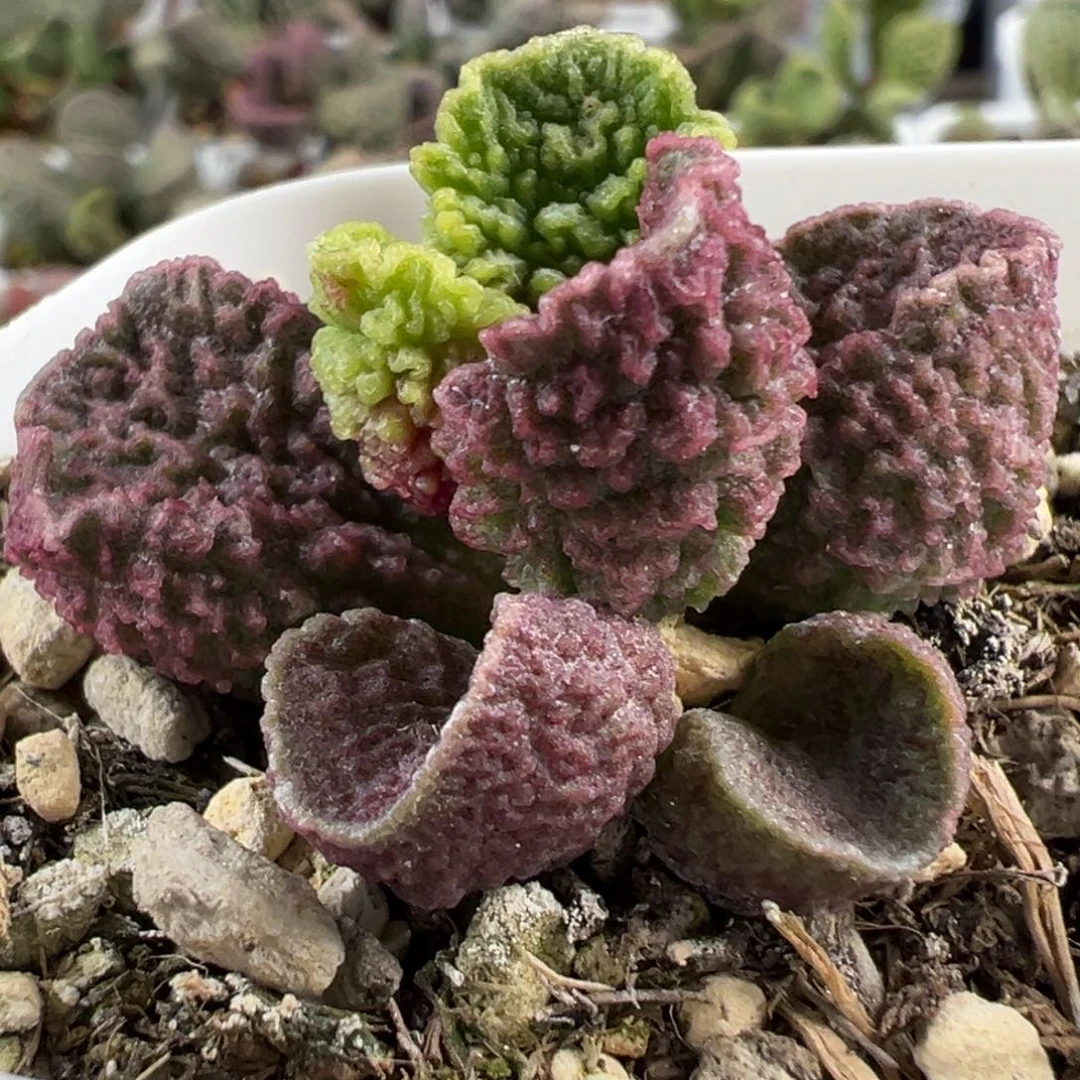 油质感麻赖狂野纹路实生