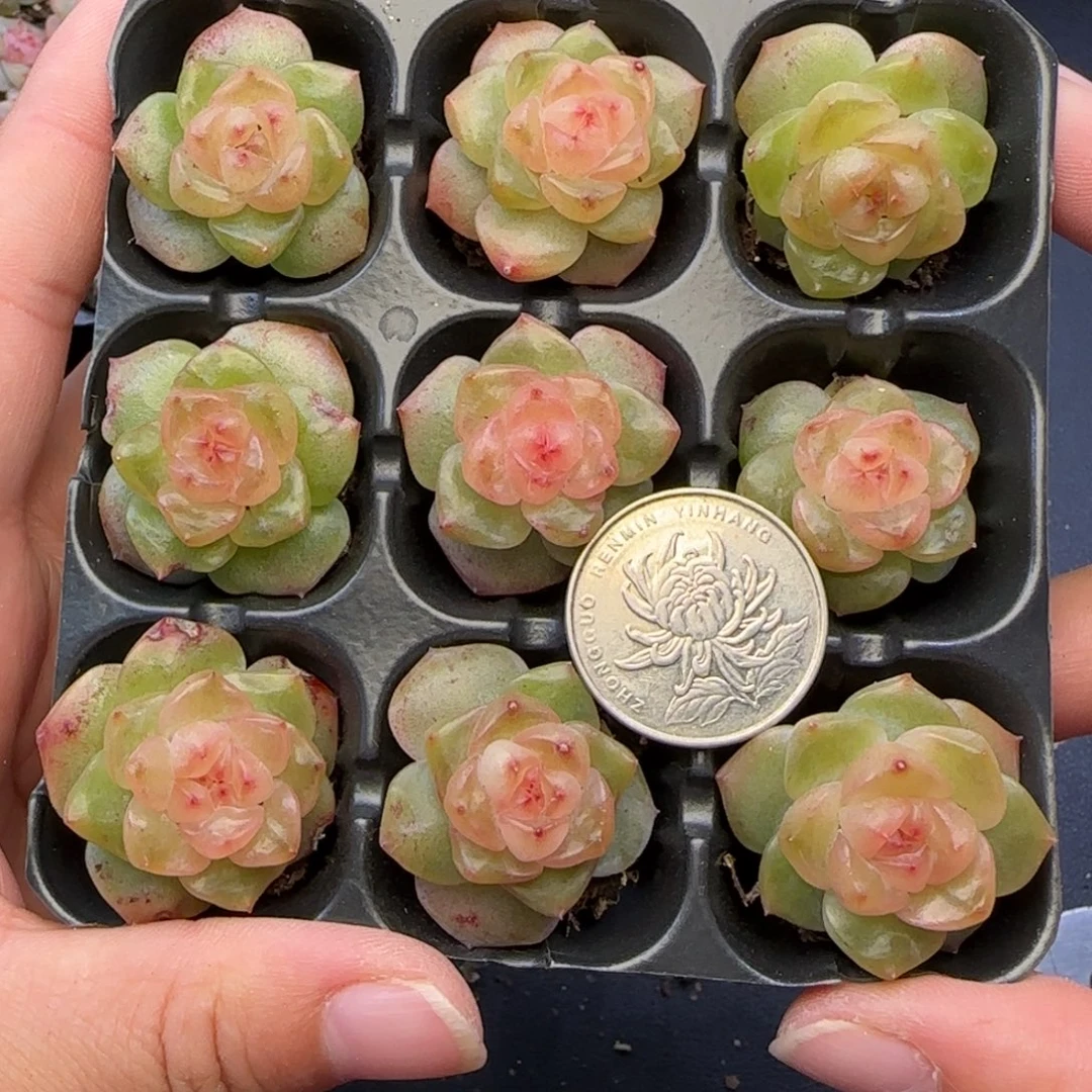 【满29包邮非偏远】047九棵短圆肥胖透