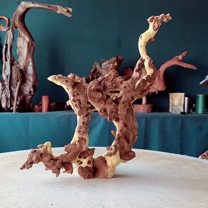 黑果木广**夏798金丝红木羊蹄甲半成品