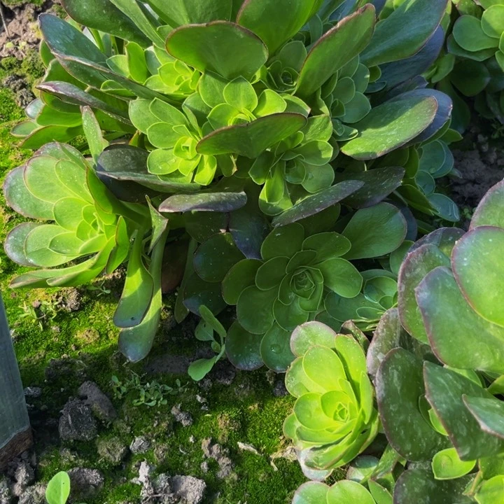 魅金多肉植物多肉捧花