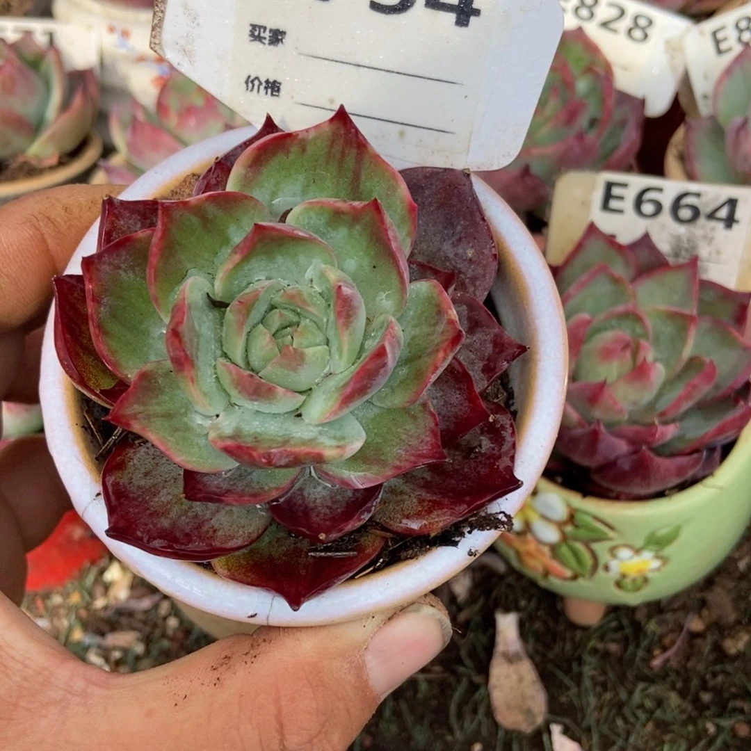 惊鸿一瞥754号楼多肉